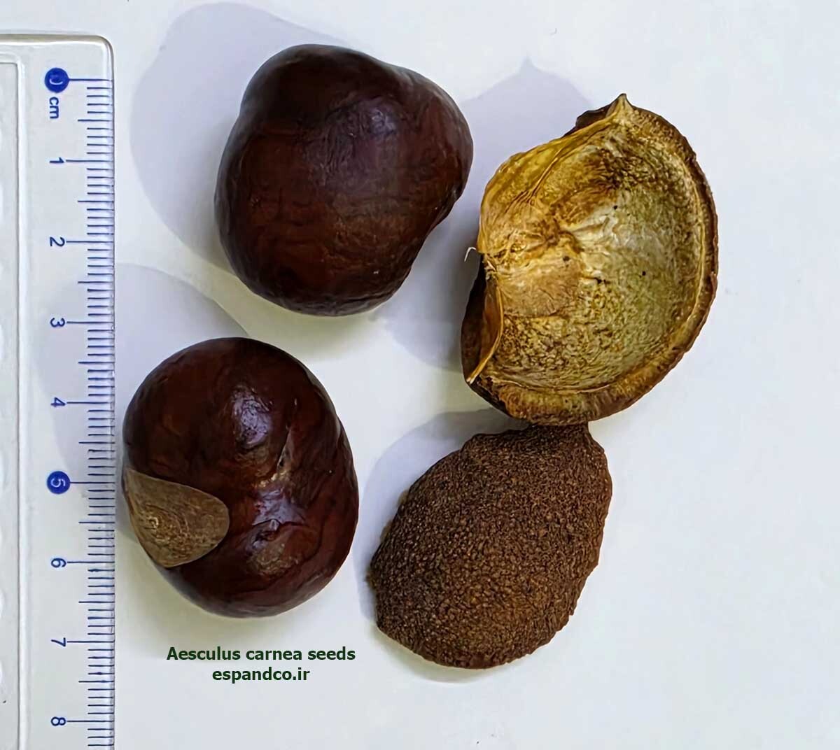  Aesculus carnea seeds 